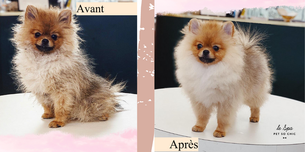 End of quarantine : these dogs transformed after their grooming session at the Spa Petsochic