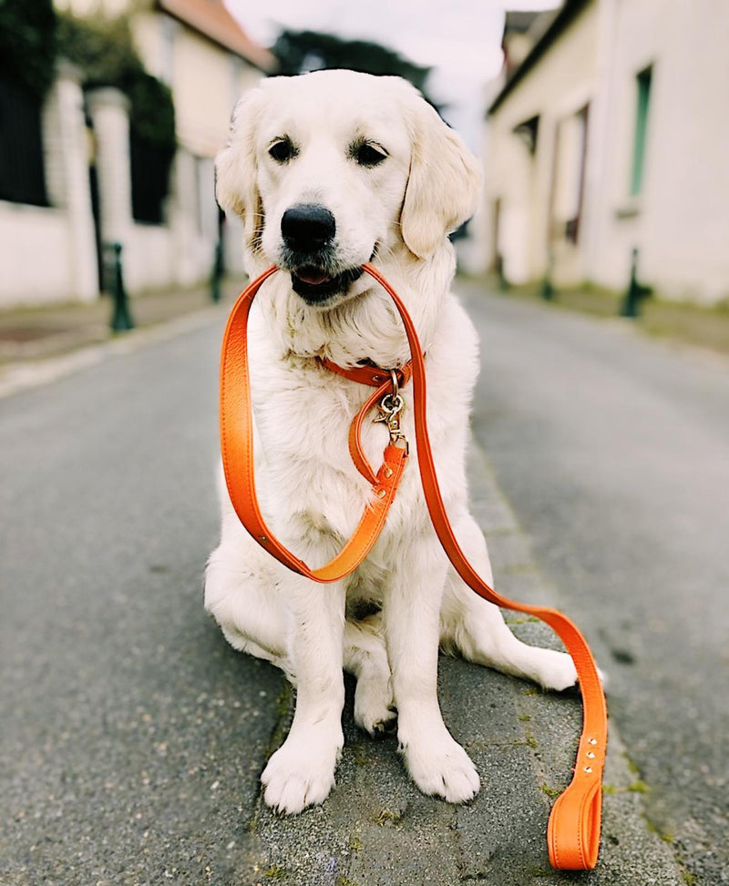 Dog leash - Orange Tangerine 🧡-Petsochic