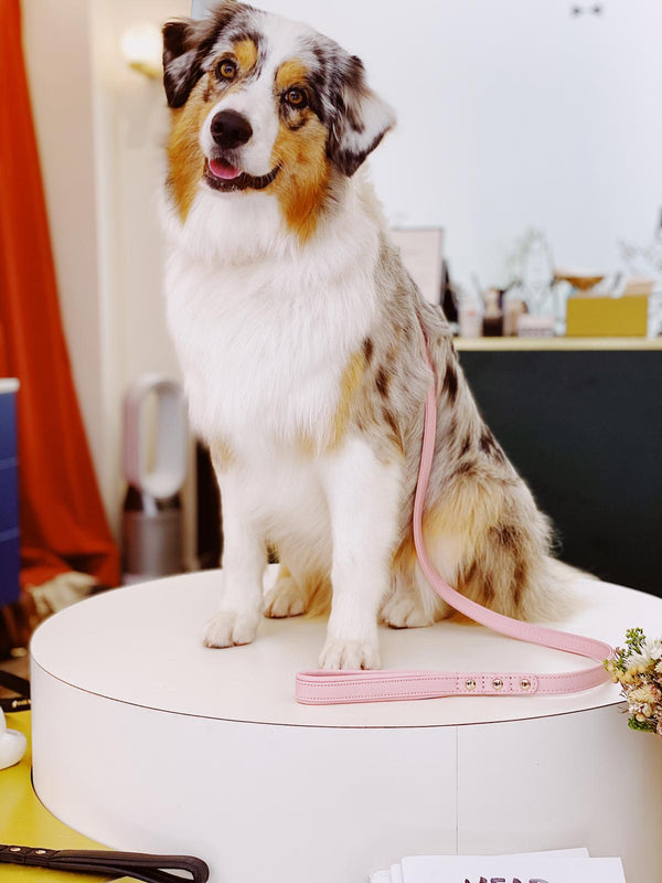 Dog leash - Powder Pink 💗-Petsochic
