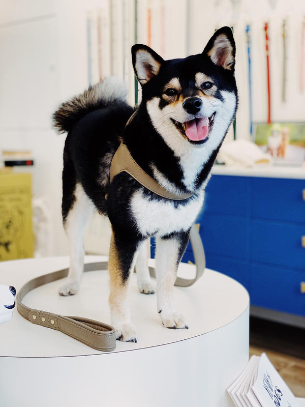 Luxury Dog Boutique - Dog Clothes Accessories Posh Puppy Boutique