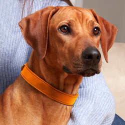 Dog collar - Orange Tangerine 🧡-Petsochic