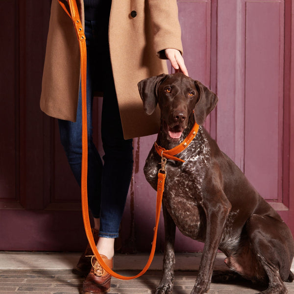 Leather dog leashes – Petsochic