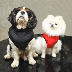 "Warm so chic" dog winter jacket - Black-Petsochic