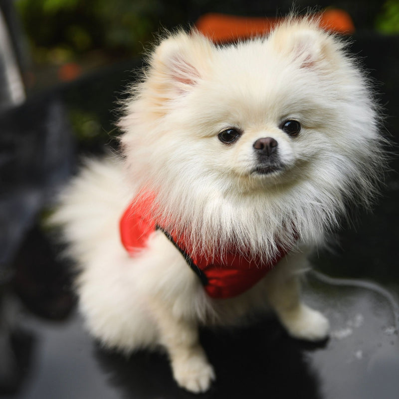 "Warm so chic" veste d'hiver pour chien - Red-Petsochic