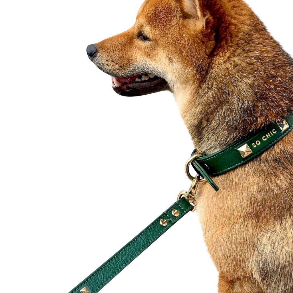 Dog collar Forest Green Petsochic