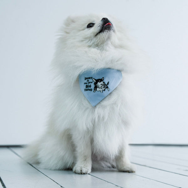 Petit collier pour chien-«Small is the new big thing»-Petsochic