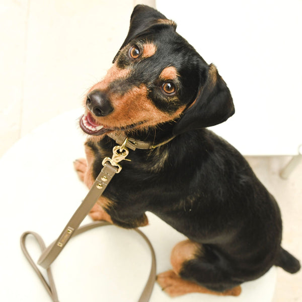 Dog leash - Taupe Éternel 🤎-Petsochic