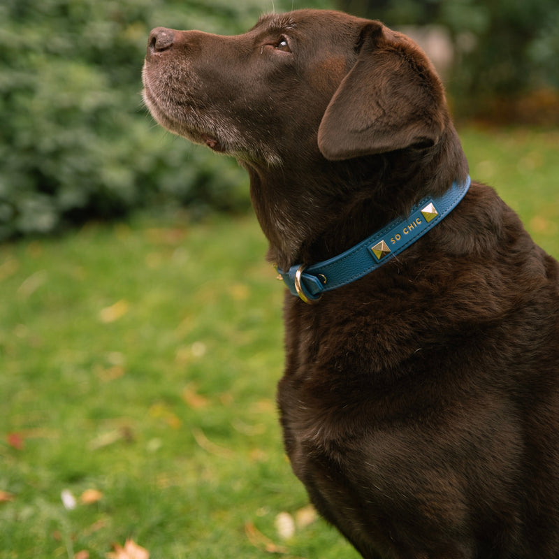 Dog collar - Royal Blue 💙-Petsochic
