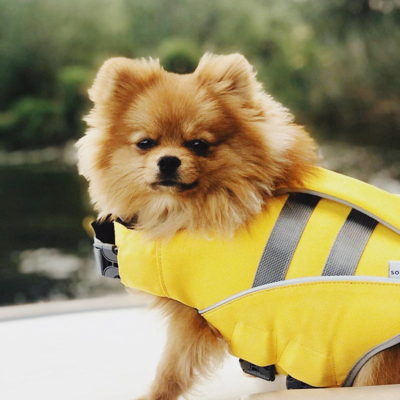 Gilet de sauvetage pour chiens "Lifeguard" - Yellow-Petsochic
