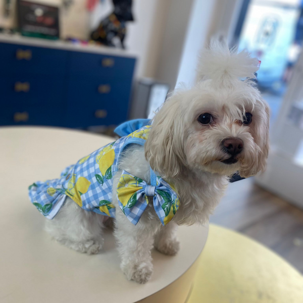 Maillot de bain pastèque 🍉 et citron 🍋-Petsochic